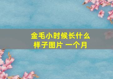 金毛小时候长什么样子图片 一个月